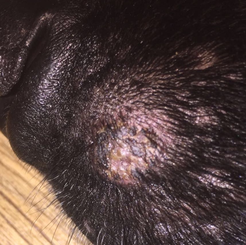 Was könnte der Knubbel neben der Nase meines Schäferhundes sein
