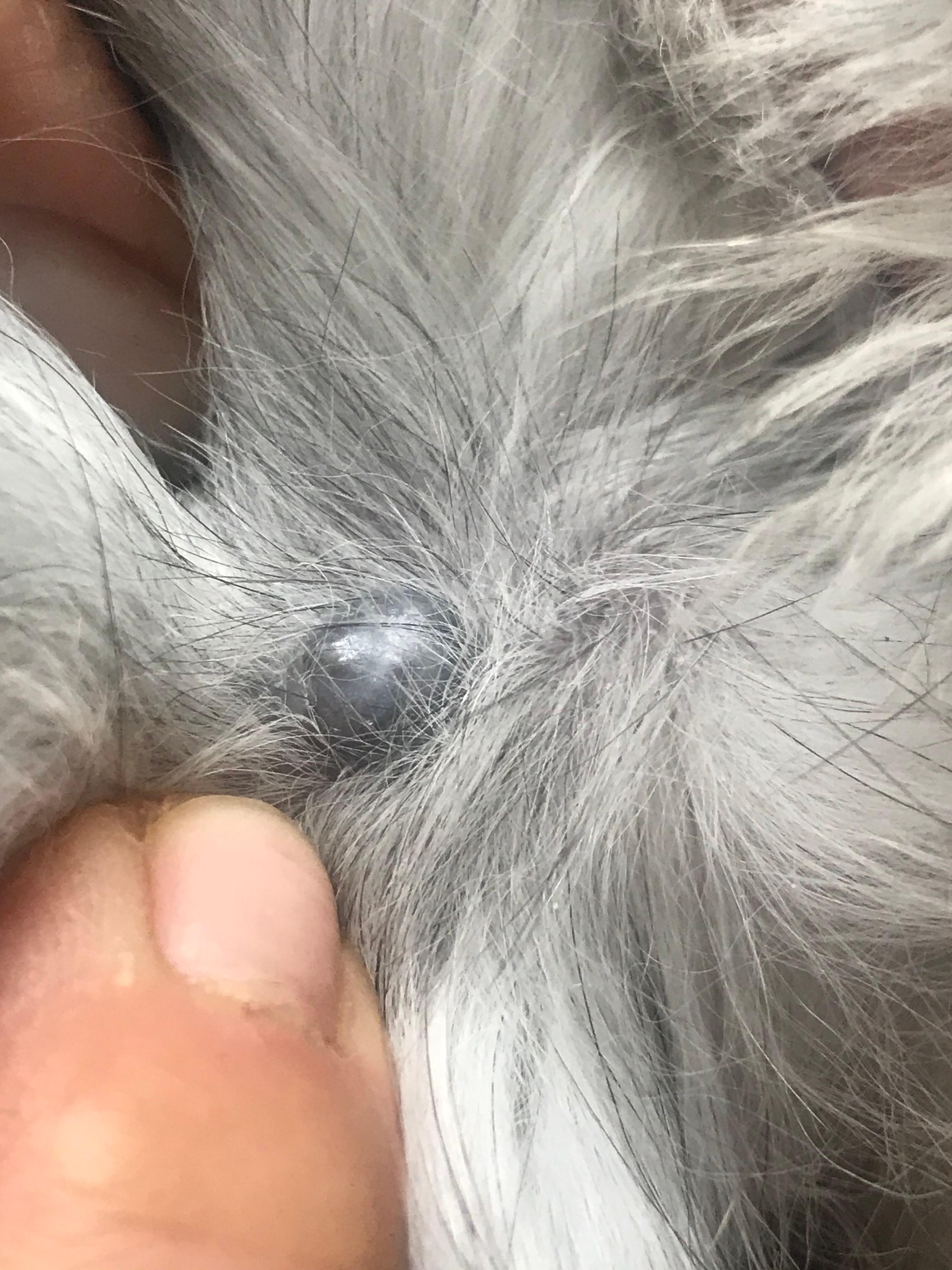 was konnte dieser knubbel sein gesundheit katze kater