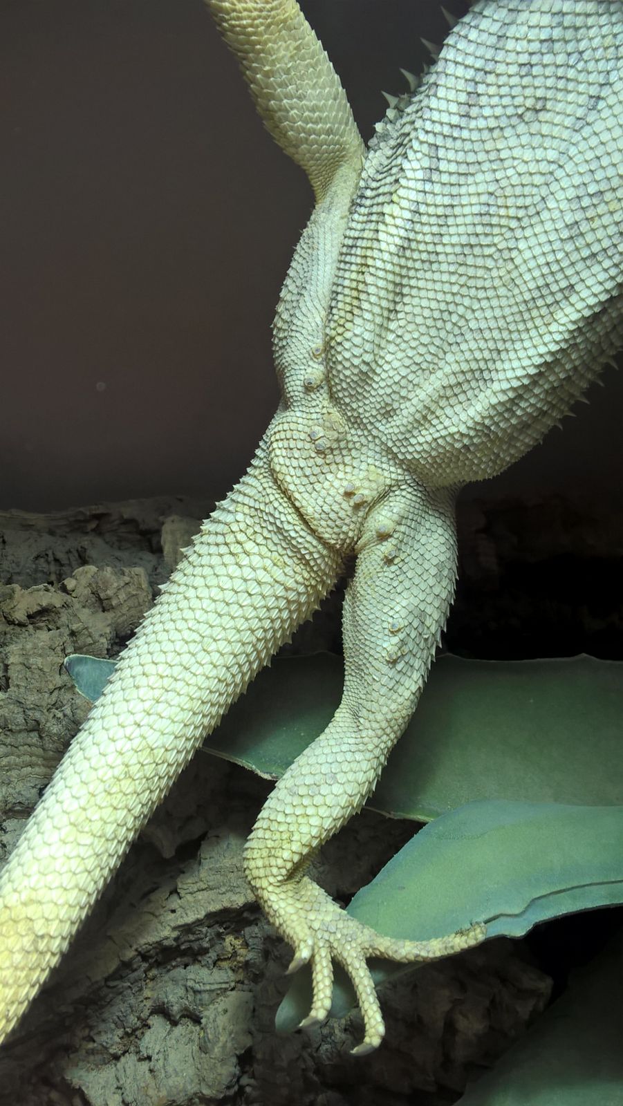 Was könnte meine Bartagame haben? (Tiere, Krankheit, Haustiere)