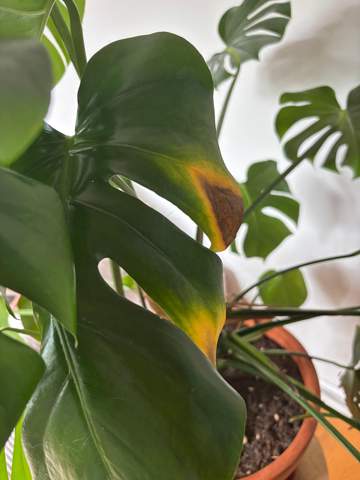 philodendron scandens micans Philodendron scandens 'micans'