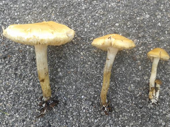 Was könnten das für Pilze sein? - (Garten, Pilze, Gift)