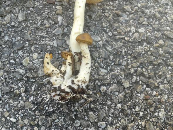 Was könnten das für Pilze sein? - (Garten, Pilze, Gift)