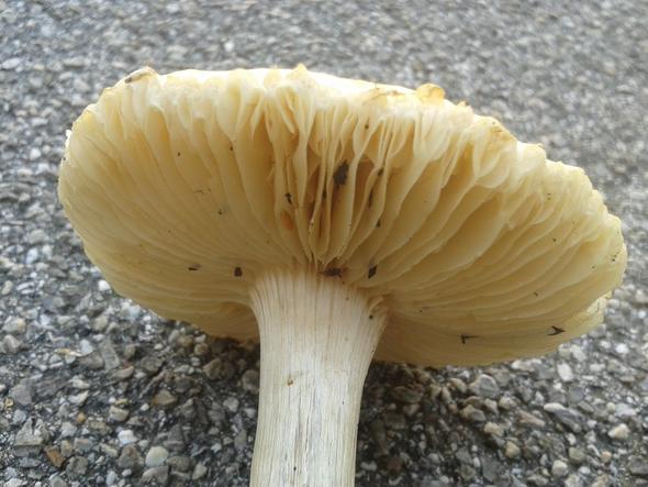 Was könnten das für Pilze sein? - (Garten, Pilze, Gift)