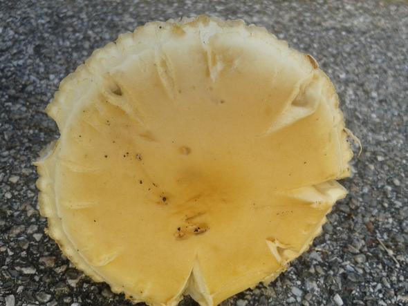Was könnten das für Pilze sein? - (Garten, Pilze, Gift)