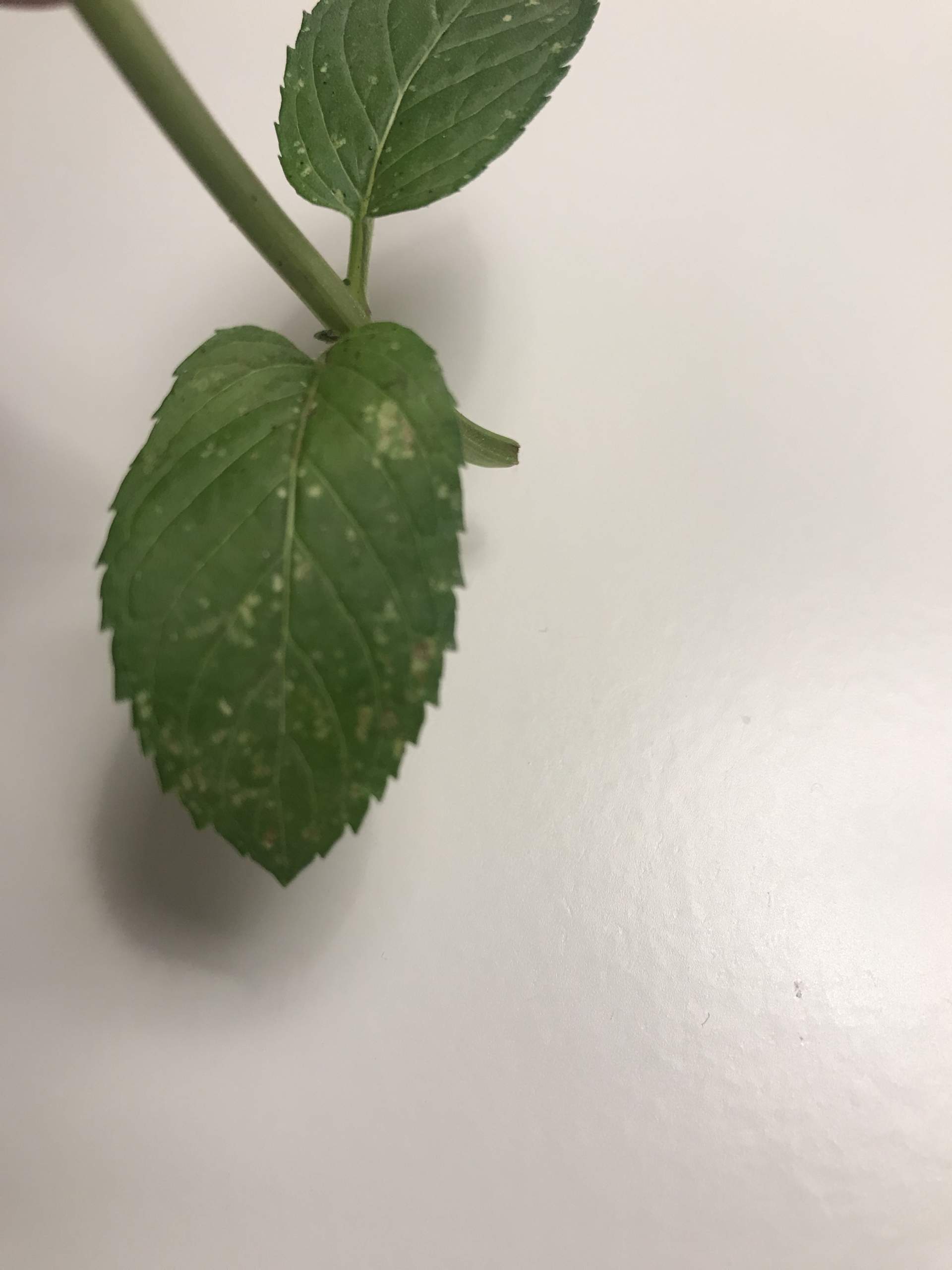 Was könnten die Flecken auf den MinzBlättern sein? (Pflanzen