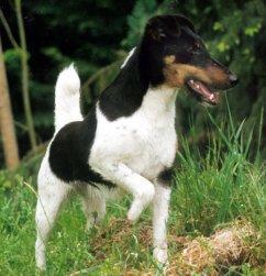 was kostet es einen welpen zu impfen zu entwurmen und zu chippen geld tiere hund