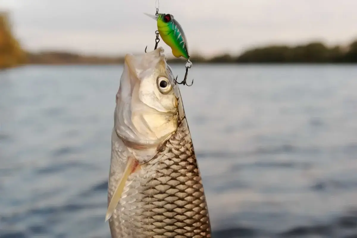 Was machen Hobby-Angler mit gefangenen Fischen? (Freizeit, Politik, Sport)