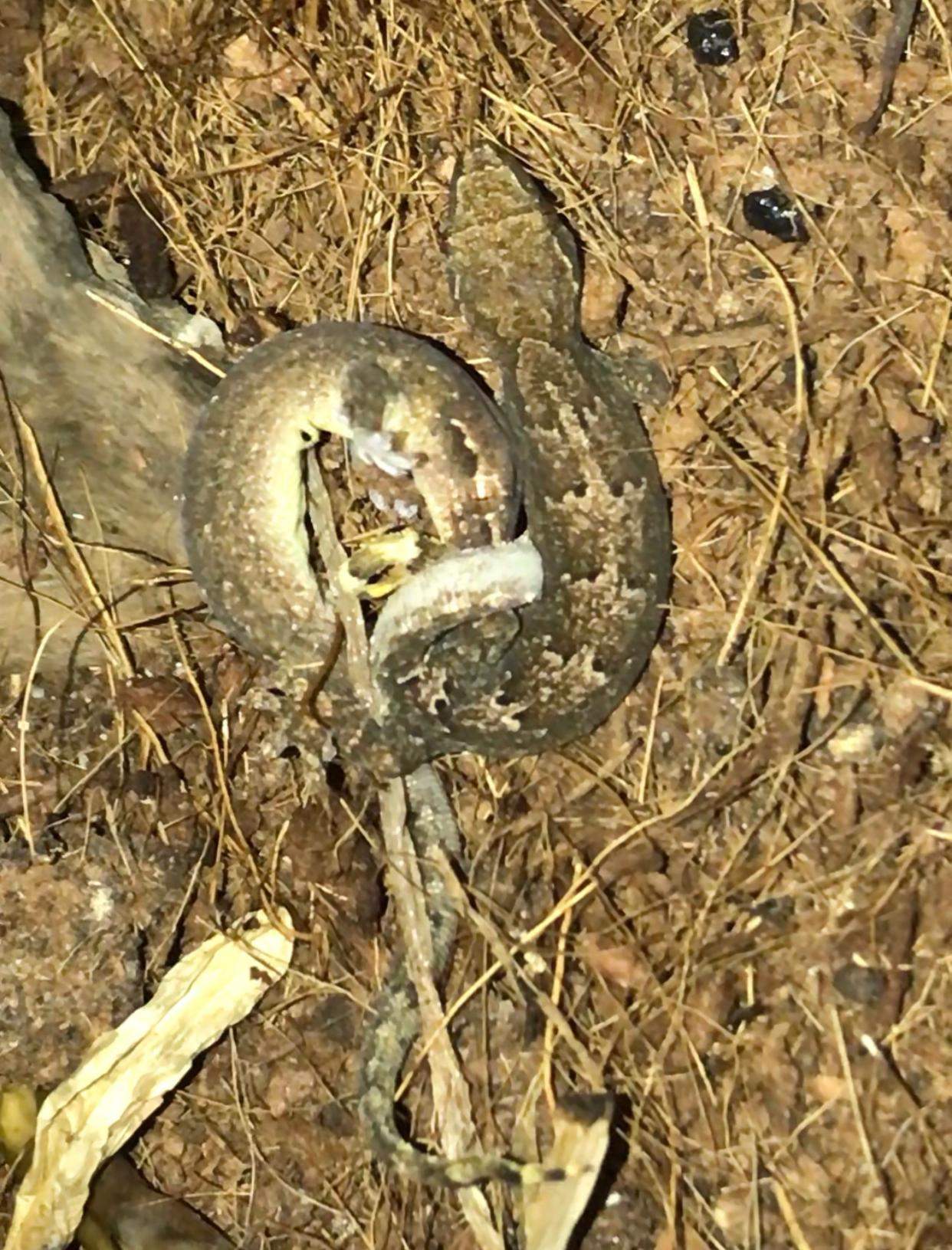 Was machen meine Geckos da? (Reptilien, Terrarium, Terraristik)