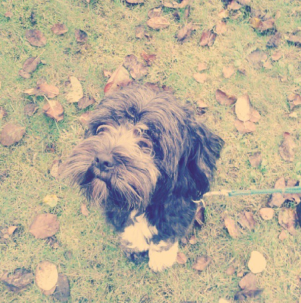 mein hund hat 2 weintrauben gefressen