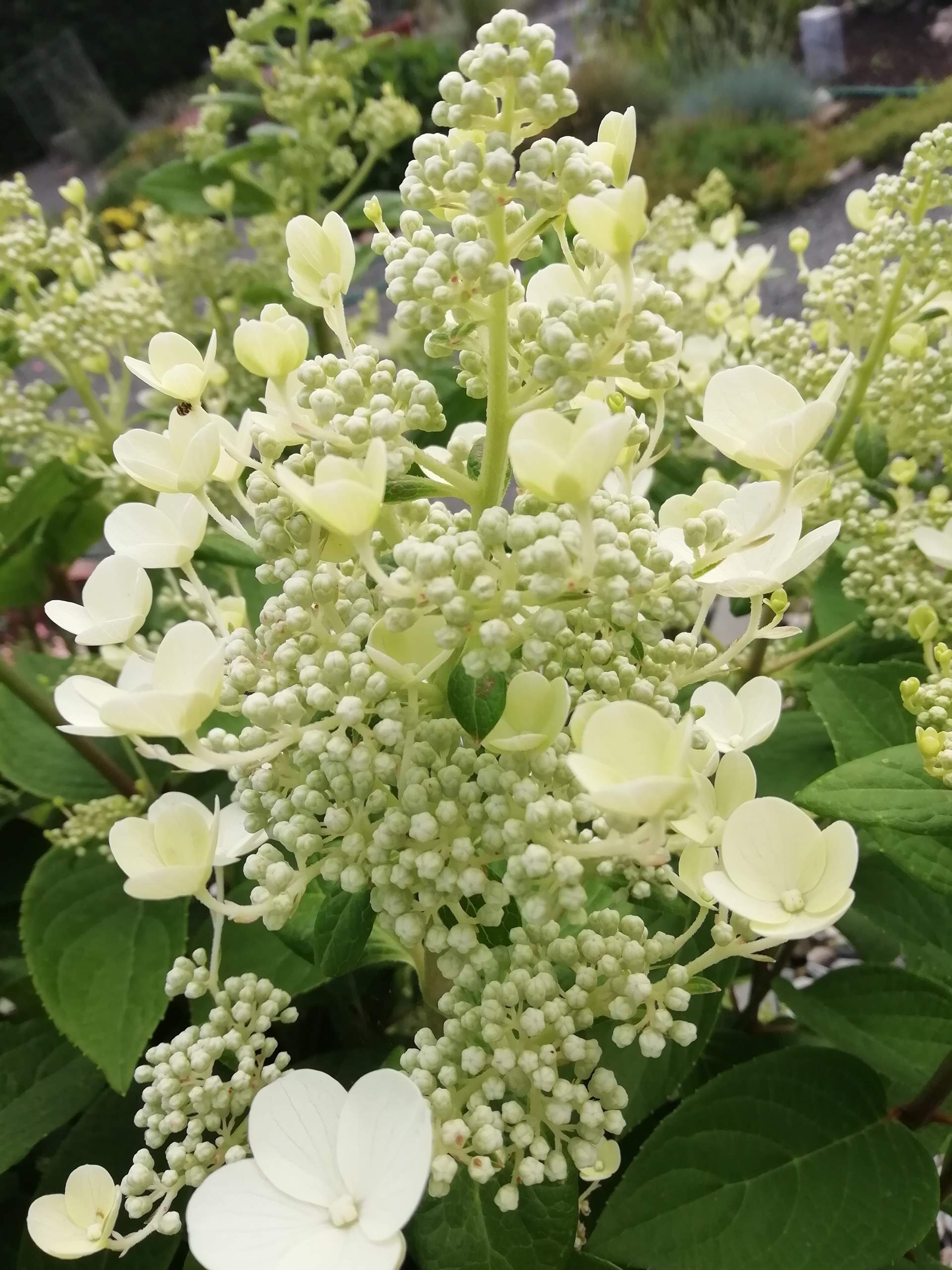 Was machen wenn Hortensien nicht richtig blühen? (Pflanzen, Garten, Blumen)