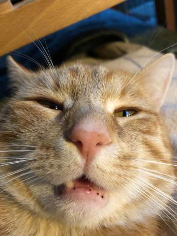 was macht meine katze bzw was hat sie katzen