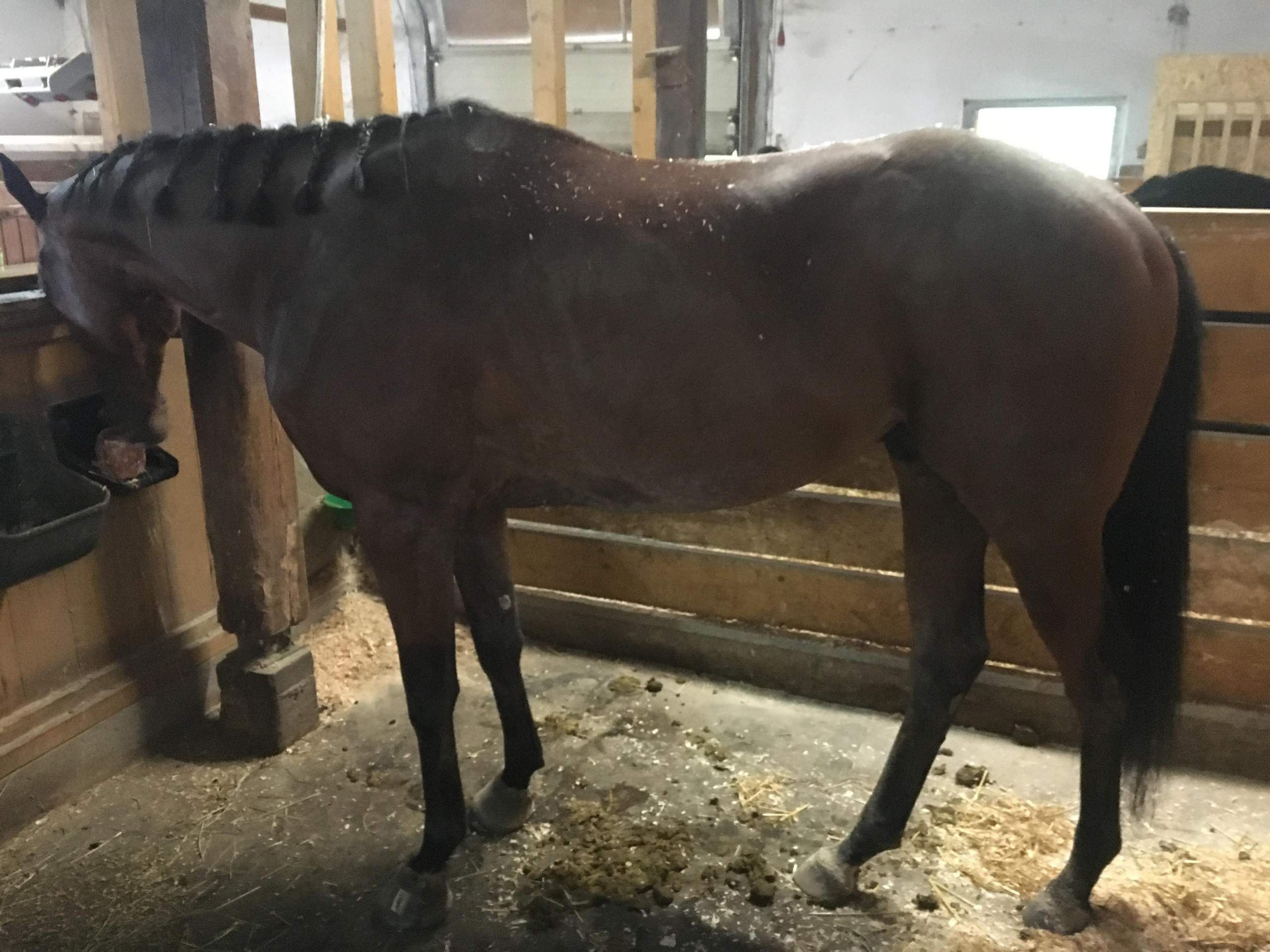 Was meint ihr? Hat mein Pferd einen Senkrücken?