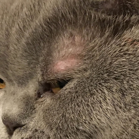 was meint ihr ist das bei meiner katze tiere haustiere katzen