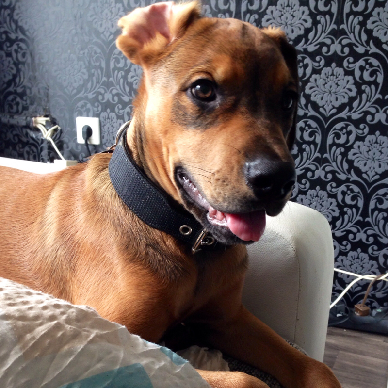 Was meint ihr wie groß mein Welpe noch wird? Foto (Tiere, Hund, Tierarzt)