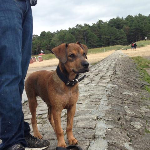 ...... - (Tiere, Hund, Tierarzt)