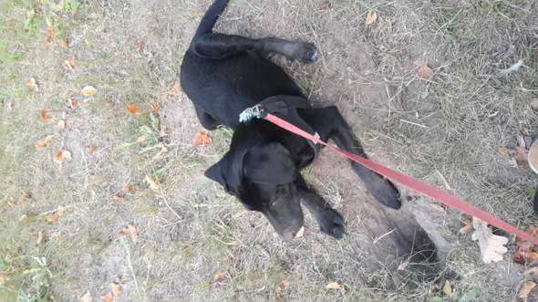Was meint Ihr wie groß unser Mischling wird? (Hund, Größe)