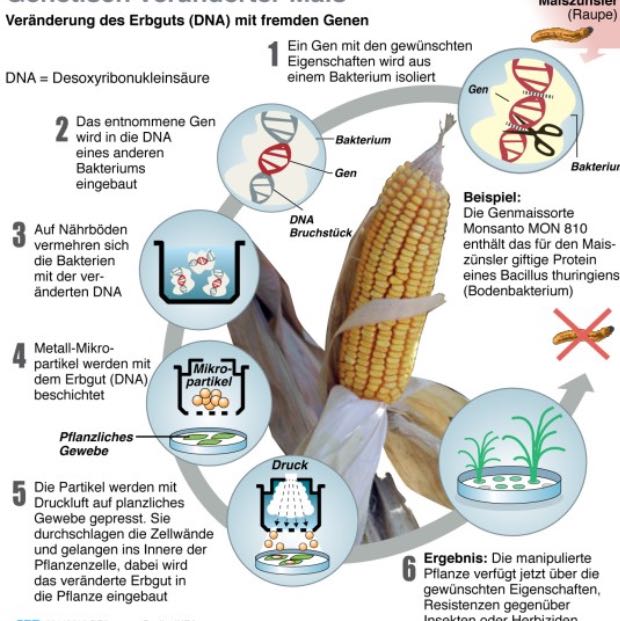 Was passiert bei einer genetischen Veränderung von Mais? (Biologie, bt ... - 0 Original