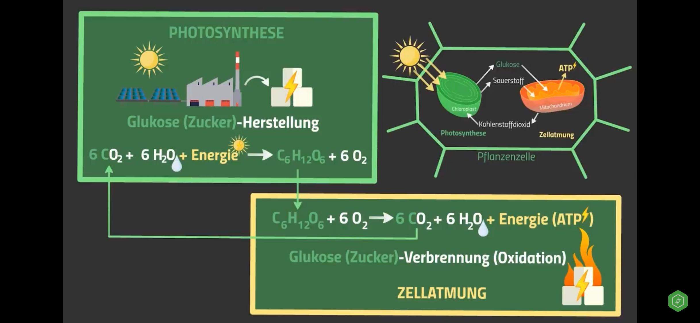 Wie Kann Man Sauerstoff Nachweisen Was passiert mit dem erzeugten Sauerstoff aus der Photosynthese? (Biologie)