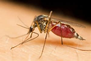 Was Passiert mit den Mücken im Winter?