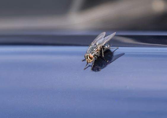 Was passiert mit der Fliege , im Auto?