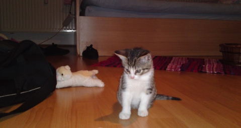 was passiert wenn man eine katze nicht impfen lasst impfung kitten