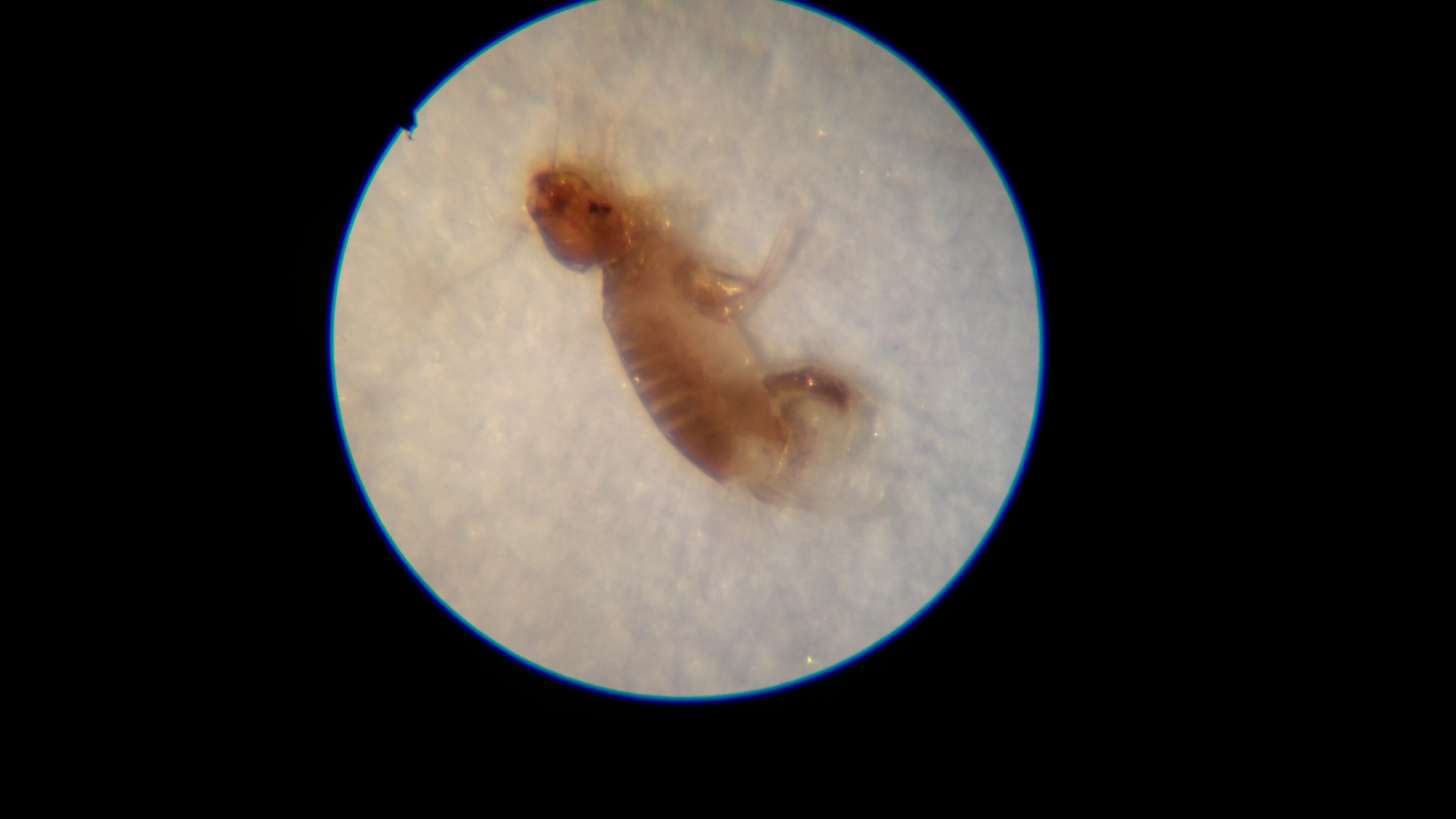 Was sind das für 1mm große Krabbel-Tiere? (mit Bildern) (Insekten