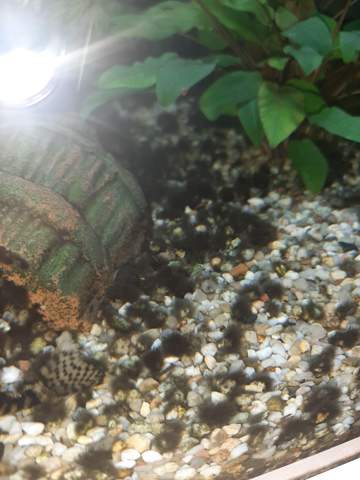 - (Tiere, Fische, Aquarium)
