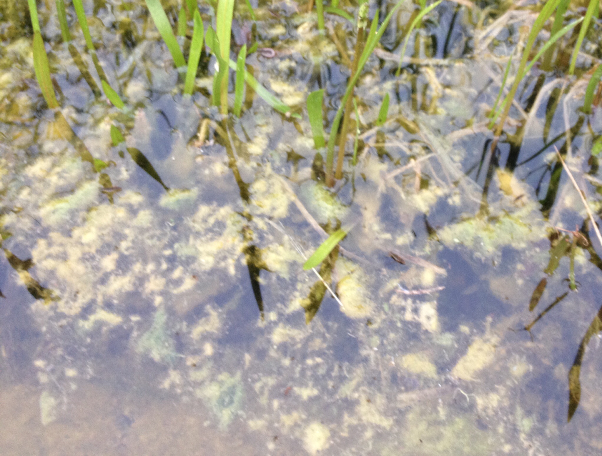 Was sind das für Algen im Teich (Garten)