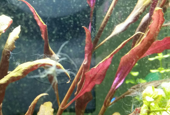 weiße algen? - (Fische, Aquarium, Aquaristik)