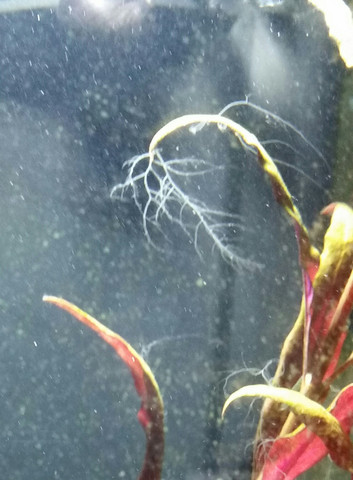 komisch fussel - (Fische, Aquarium, Aquaristik)