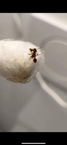 Was sind das für Ameisen und woher kommen sie STÄNDIG?