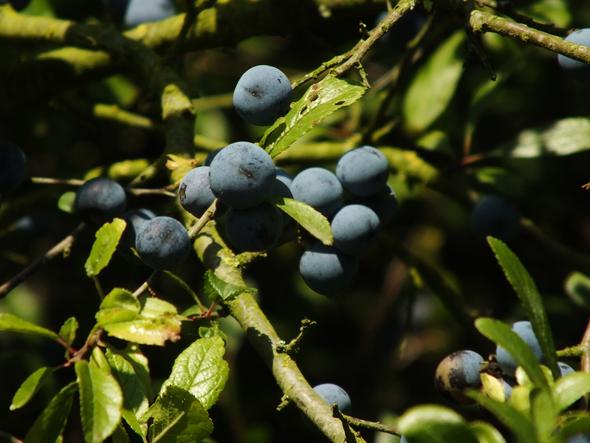 Blaue Beeren (nah) - (Pflanzen, Natur, Früchte)