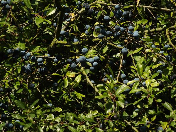 Blaue Beeren - (Pflanzen, Natur, Früchte)