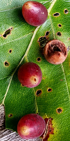 Beeren auf Buchenblatt - (Natur, Baum)