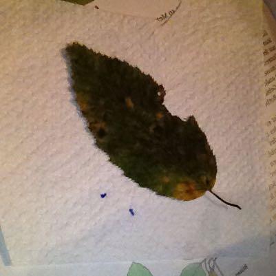 Das Blatt ? - (Schule, Mädchen, Biologie)