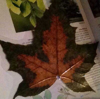 Das Blatt? - (Schule, Mädchen, Biologie)