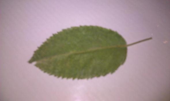 Blatt 1 - (Schule, Biologie, Natur)