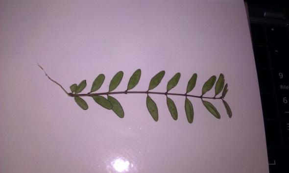 Bild 2 - (Schule, Biologie, Natur)
