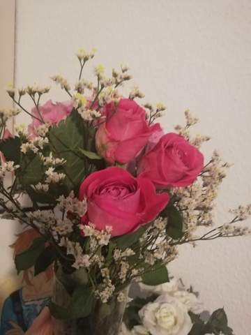 was sind das fur blumen und sind sie giftig fur katzen rosen katzengesundheit