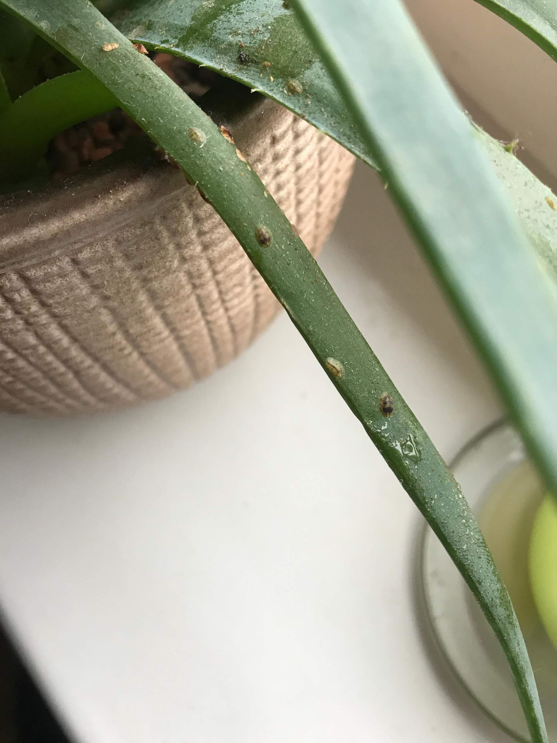 Was sind das fr Boppel auf meiner Aloe Pflanze? (Pflanzenpflege,  Schdlinge, Botanik)