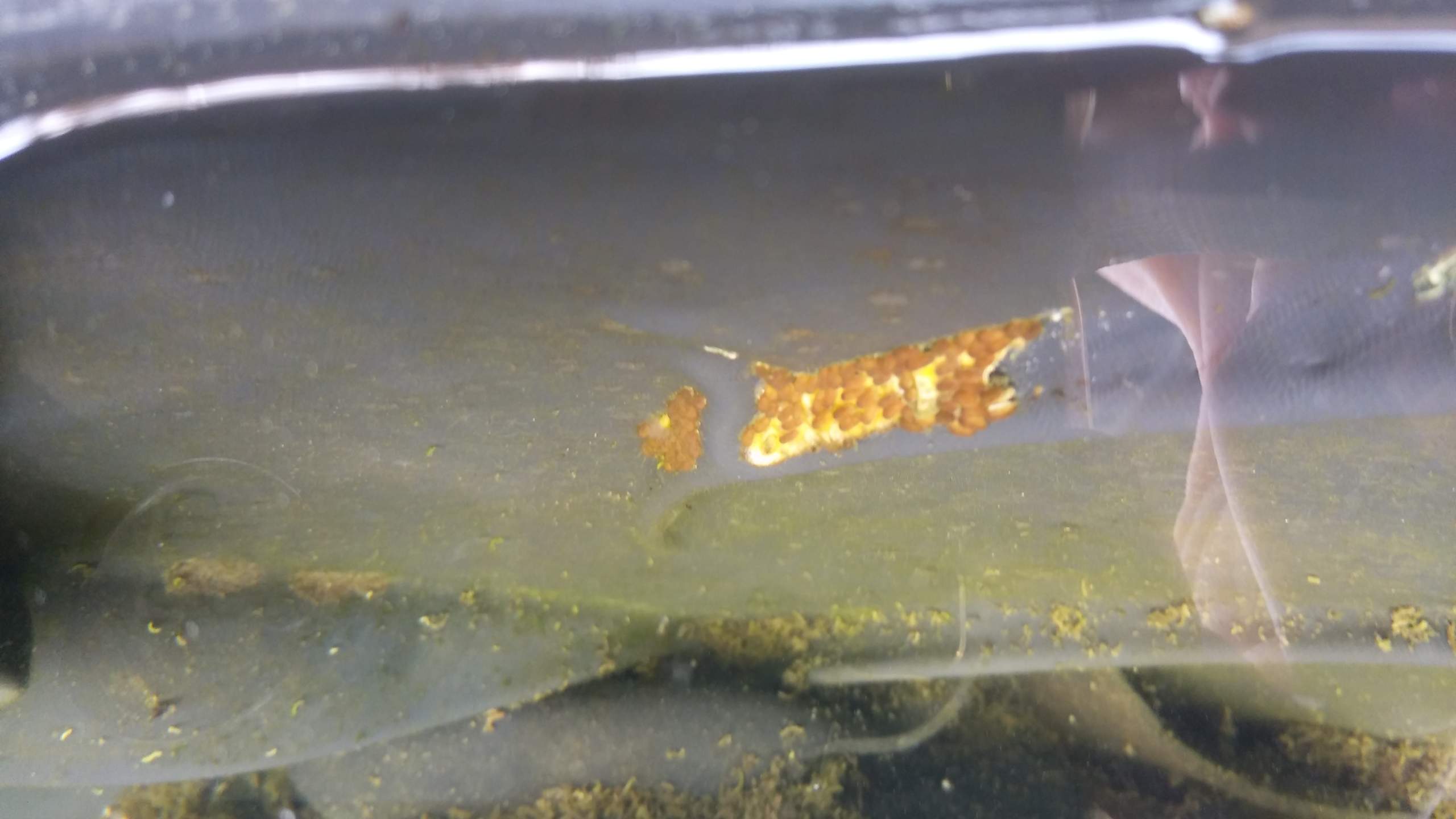 Was sind das für Eier im Teich? (Tiere, Fische)