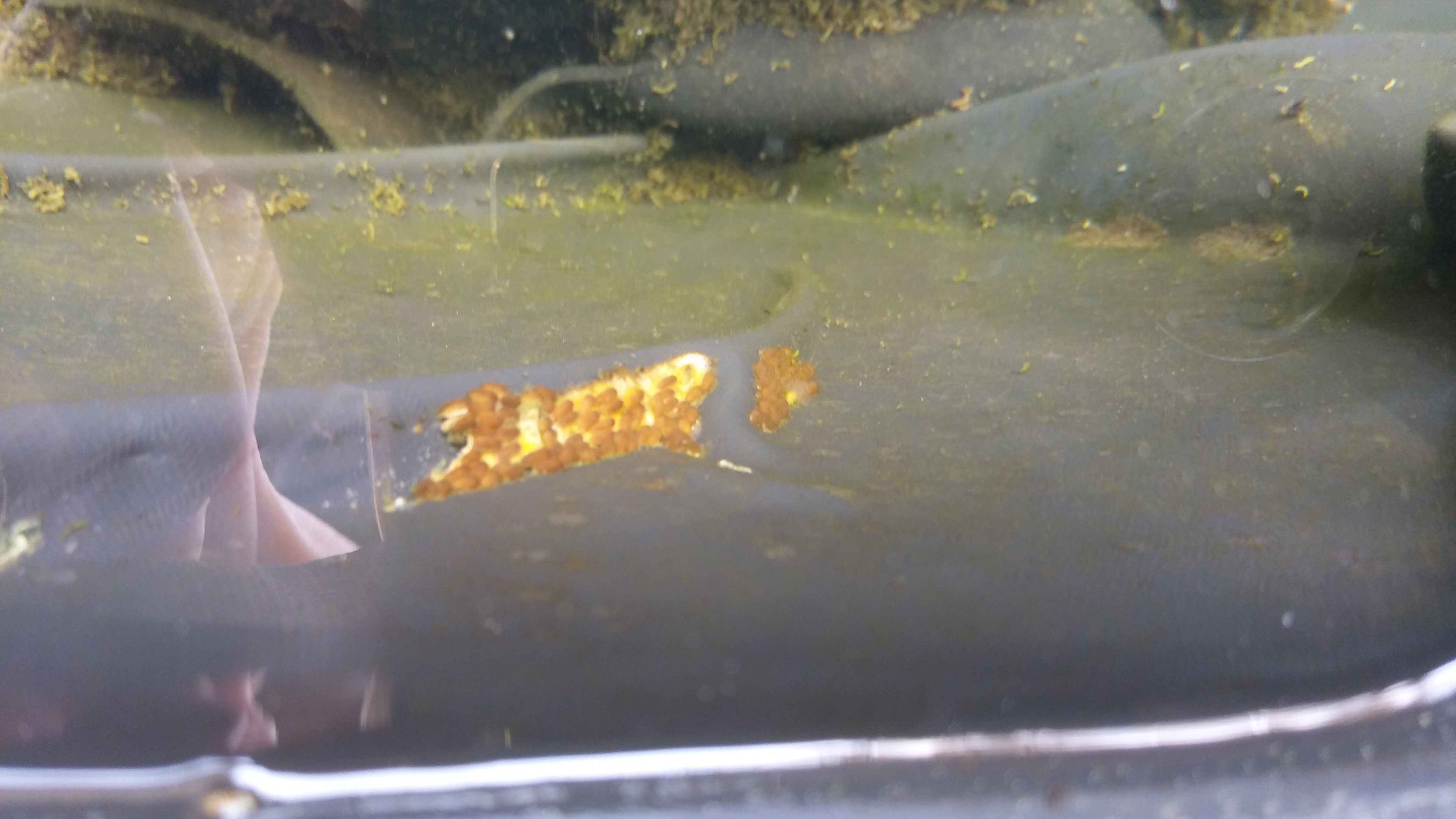 Was sind das für Eier im Teich? (Tiere, Fische)