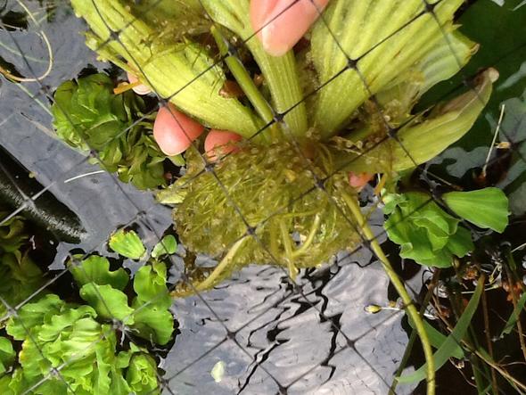 Was Sind Das Fur Eier Fische Teich Goldfische