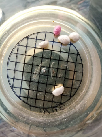 Was sind das für Eier/Steine? (Tiere)