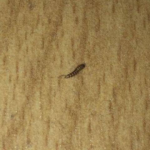 Was Sind Das Fur Kafer Unter Meinem Bett