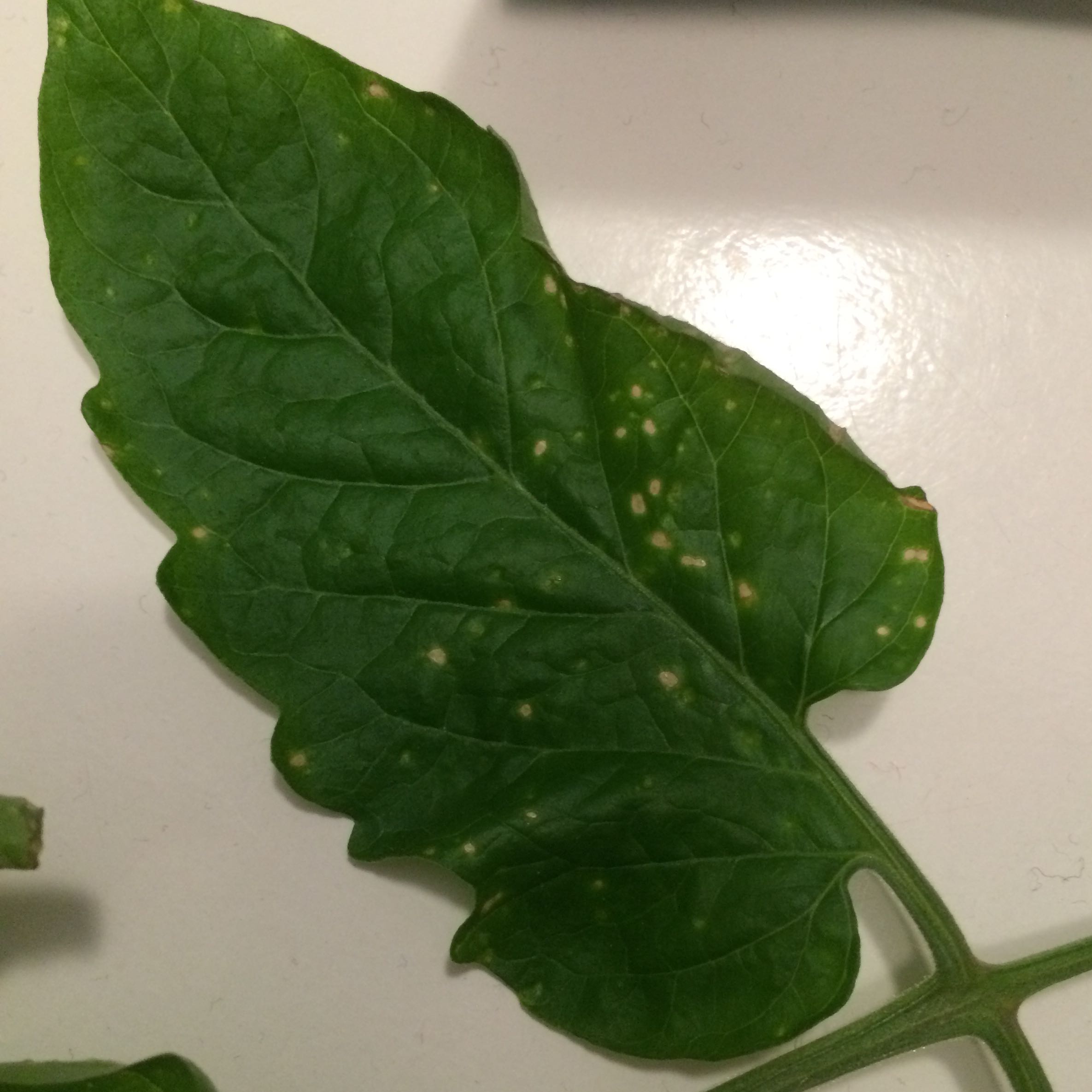 Was sind das für Flecken an meinen Tomaten? (Pflanzen, Garten, Gewächs)