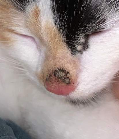 Was Sind Das Fur Flecken Auf Dem Nasenrucken Meiner Katze Tiere