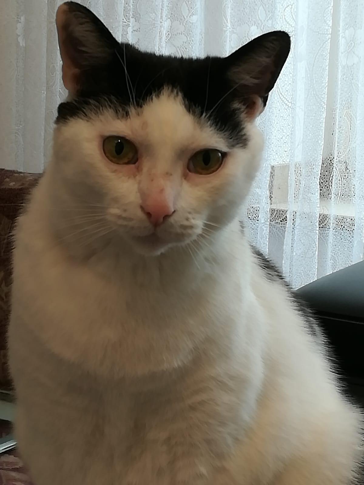 was sind das fur flecken auf der nase meiner katze tiere haut tierarzt