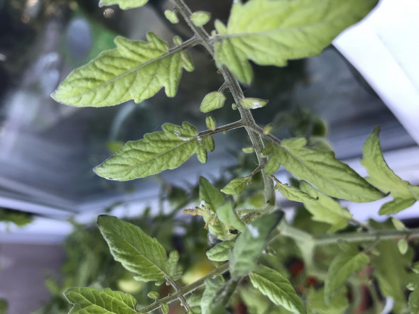 - (Pflanzen, Garten, Flecken)