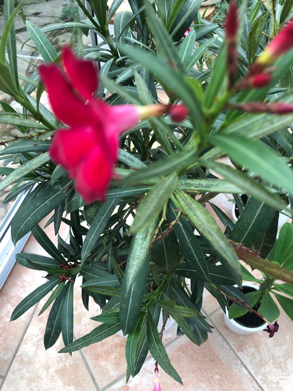Was sind das für Flecken auf meinem Oleander? (Schädlinge, Gärtner